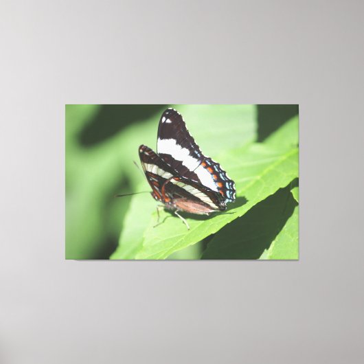 Grote vlinder canvas Print (Voorkant)