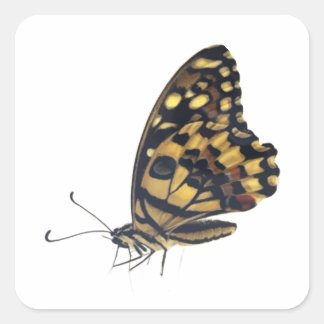 Grote vlinder, Vierkante Sticker