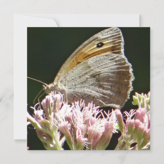  grote vlinderplatte kaart (Voorkant)