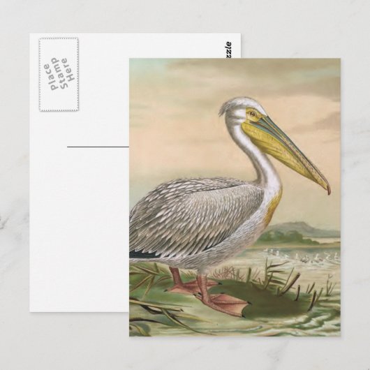 Grote  vogel van Pelican Briefkaart (Voorkant / Achterkant)