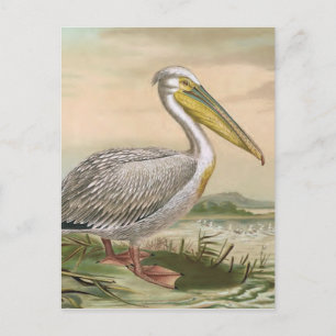 Grote  vogel van Pelican Briefkaart