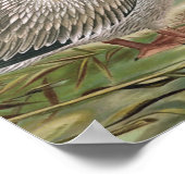 Grote  vogel van Pelican Poster (Hoek)