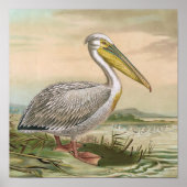 Grote  vogel van Pelican Poster (Voorkant)