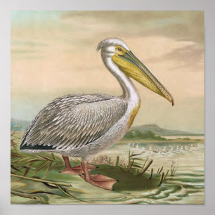 Grote  vogel van Pelican Poster