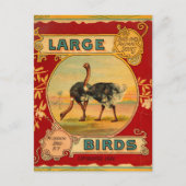 Grote vogels briefkaart (Voorkant)