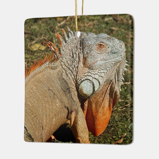 Grote volwassen groene Iguana-hagedis in de gras Keramisch Ornament (Links)