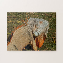 Grote volwassen groene Iguana-hagedis in de gras Legpuzzel