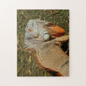 Grote volwassen groene Iguana-hagedis in de gras Legpuzzel (Verticaal)