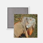 Grote volwassen groene Iguana-hagedis in de gras Magneet (Voorkant / Achterkant)