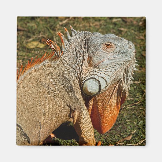 Grote volwassen groene Iguana-hagedis in de gras Magneet (Voorkant)