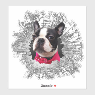 Grote Vrouw Boston Terrier smashed window sticker