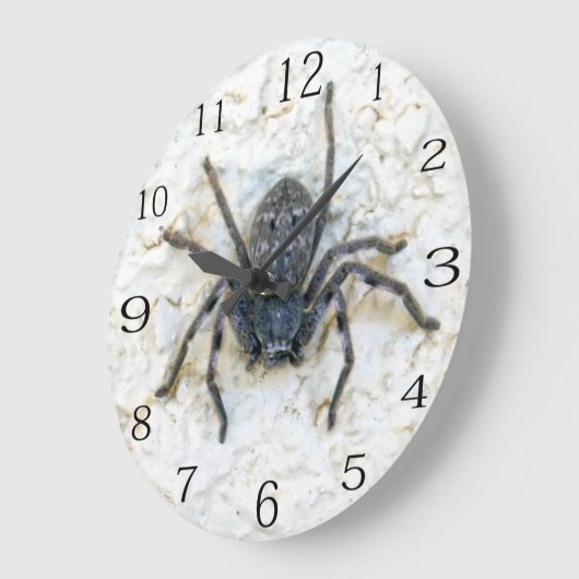 Grote Vrouw Huntsman Spider Grote Klok (Hoek)