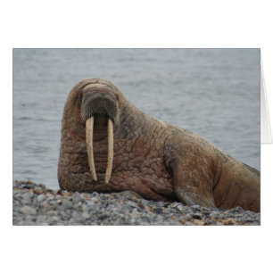 Grote Walrus op Rocks