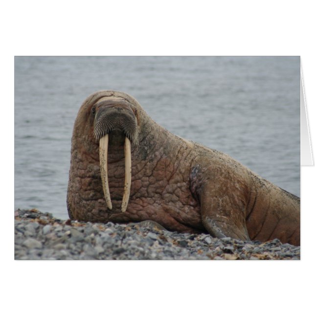 Grote Walrus op Rocks (Voorkant Horizontaal)