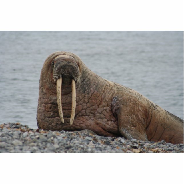 Grote Walrus op Rocks Staand Fotobeeldje (Voorkant)