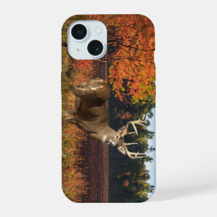 Grote witstaarthert slaat een pose iPhone 15 case