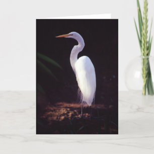 Grote Witte Aigrette Kaart