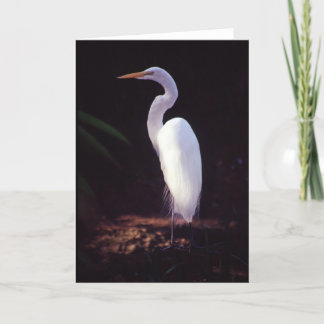 Grote Witte Aigrette Kaart