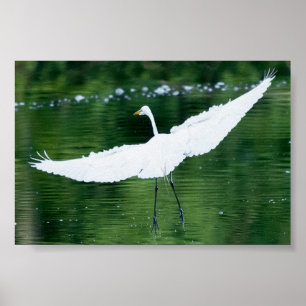 Grote Witte Aigrette Poster