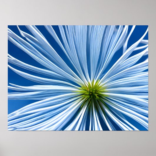 Grote witte bloem met blauwe lucht poster (Voorkant)