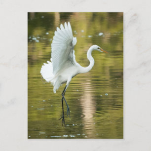 Grote witte grot briefkaart