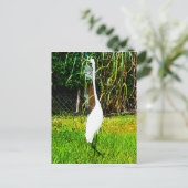 Grote witte grot briefkaart (Staand voorkant)