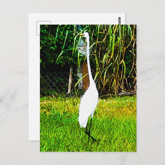 Grote witte grot briefkaart (Voorkant / Achterkant)