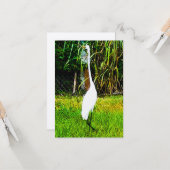 Grote witte grot kaart (Voorkant / Achterkant in situ)