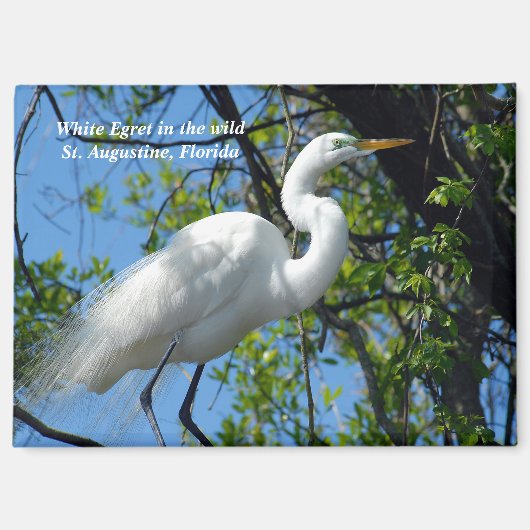 Grote witte grot magneet (Voorkant)