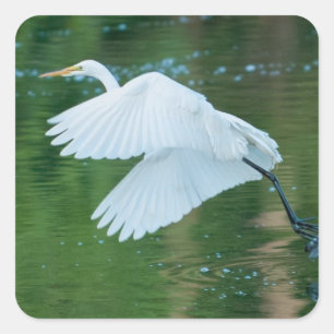 Grote witte grot vierkante sticker