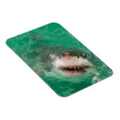 Grote witte haai1 magneet (Rechterzijde)