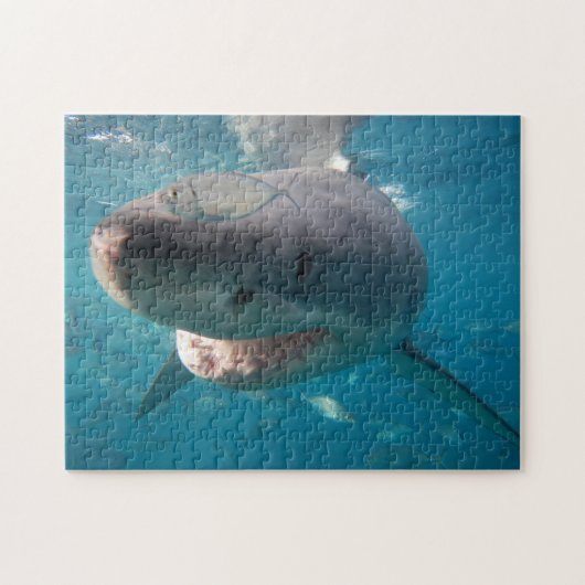 Grote witte haai, 252 stuks legpuzzel (Horizontaal)