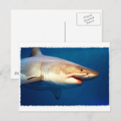 Grote witte haai briefkaart (Voorkant / Achterkant)