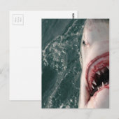 Grote witte haai briefkaart (Voorkant / Achterkant)