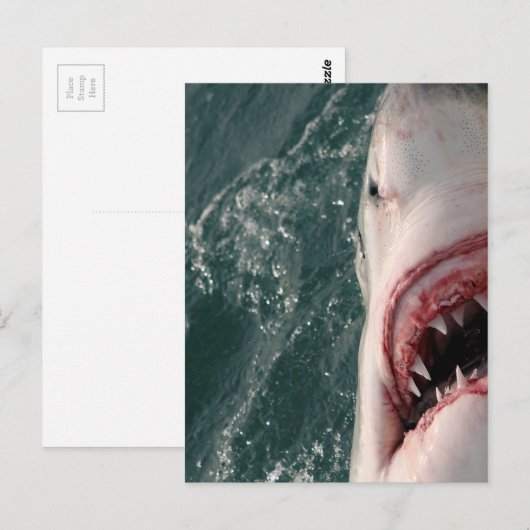 Grote witte haai briefkaart (Voorkant / Achterkant)