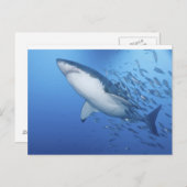 Grote witte haai briefkaart (Voorkant / Achterkant)