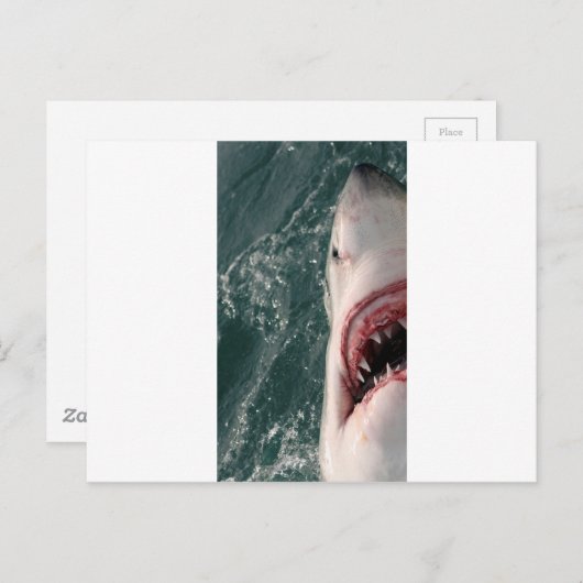 Grote witte haai briefkaart (Voorkant / Achterkant)
