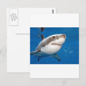 Grote witte haai briefkaart (Voorkant / Achterkant)