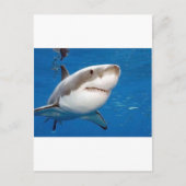 Grote witte haai briefkaart (Voorkant)