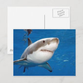 Grote witte haai briefkaart (Voorkant / Achterkant)