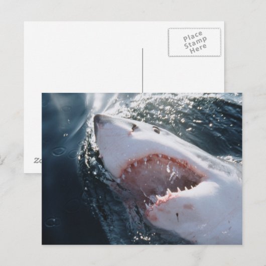 Grote witte haai op zee briefkaart (Voorkant / Achterkant)
