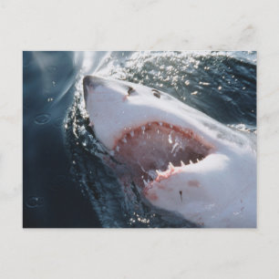 Grote witte haai op zee briefkaart