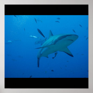 Grote witte haai Surf Swim Gray Poster