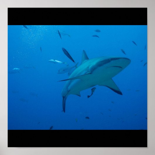 Grote witte haai Surf Swim Gray Poster (Voorkant)