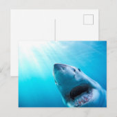 Grote witte haai | Zuid-Afrika Briefkaart (Voorkant / Achterkant)