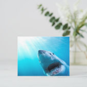 Grote witte haai | Zuid-Afrika Briefkaart (Staand voorkant)