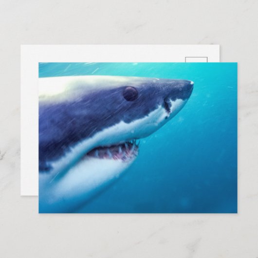 Grote witte haai | Zuid-Afrika Briefkaart (Voorkant / Achterkant)