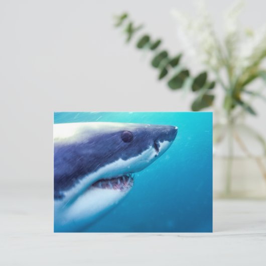 Grote witte haai | Zuid-Afrika Briefkaart (Staand voorkant)