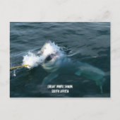 Grote witte haai - Zuid-Afrika Briefkaart (Voorkant)