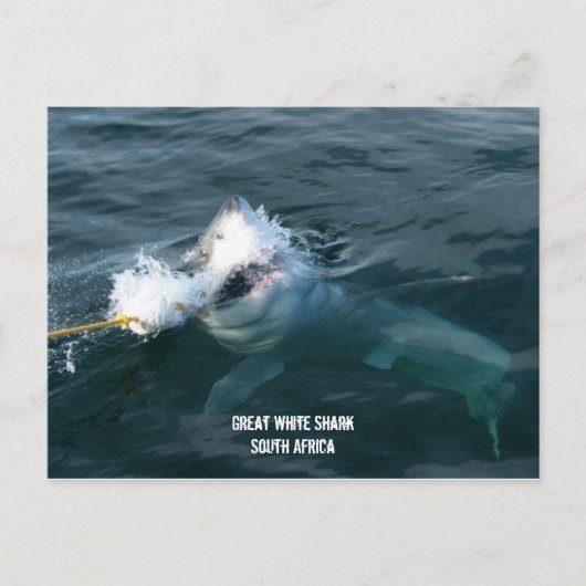 Grote witte haai - Zuid-Afrika Briefkaart (Voorkant)
